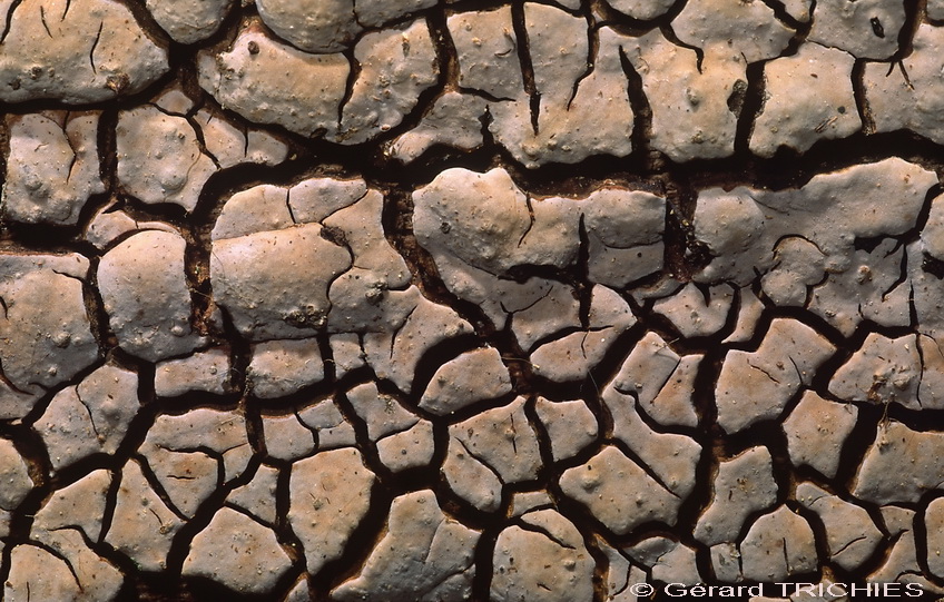 aphyllophorales 2 ( Xylobolus subpileatus)